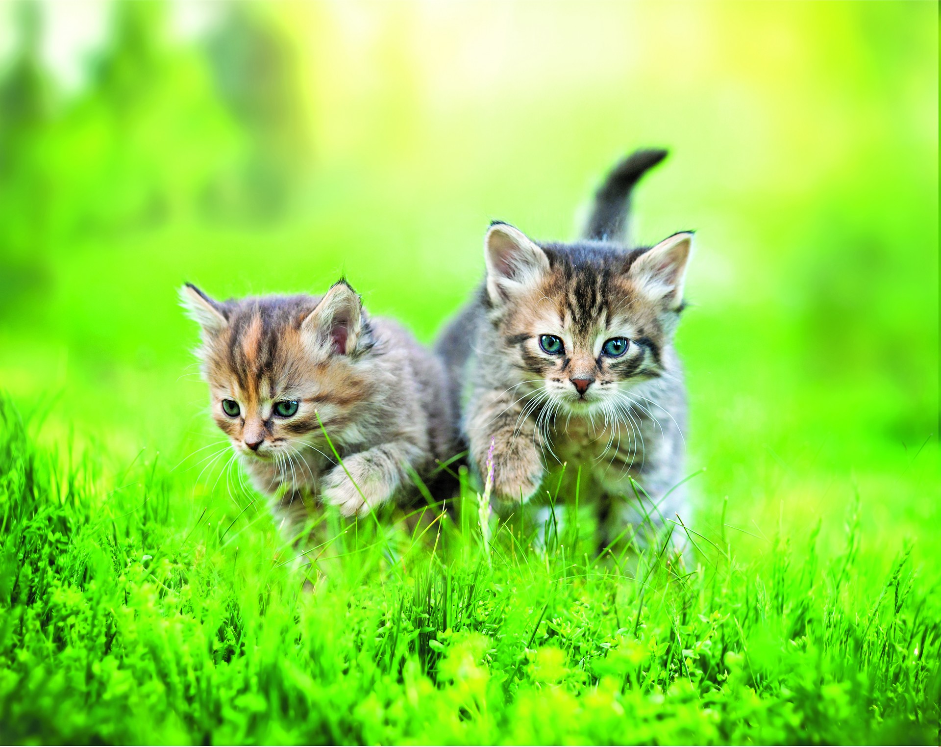 The cat in Vietnamese culture